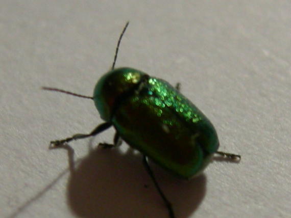 Cryptocephalus transiens